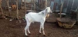 Image result for picture of the sahel goat