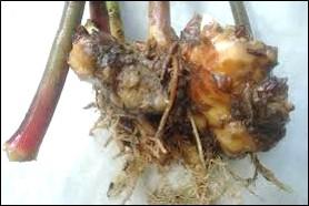 Soft rot of Ginger, a serious problem in Ginger crop